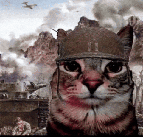 Cat Meme Reaction