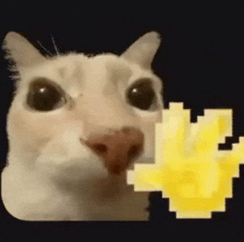 Cat Meme