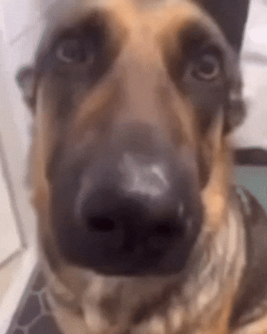 Dog Puppy